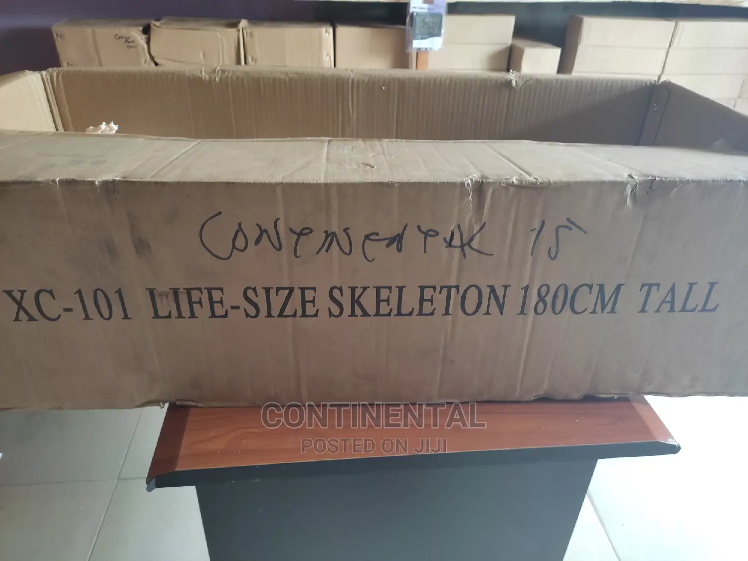 Human Skeleton, Human Full Size , Bone Resemblance