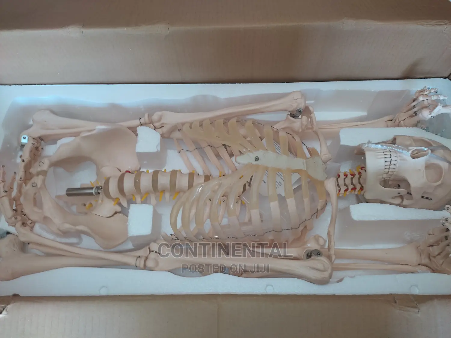 Human Skeleton, Human Full Size , Bone Resemblance