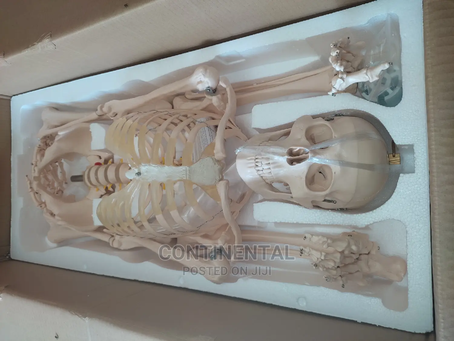 Human Skeleton, Human Full Size , Bone Resemblance