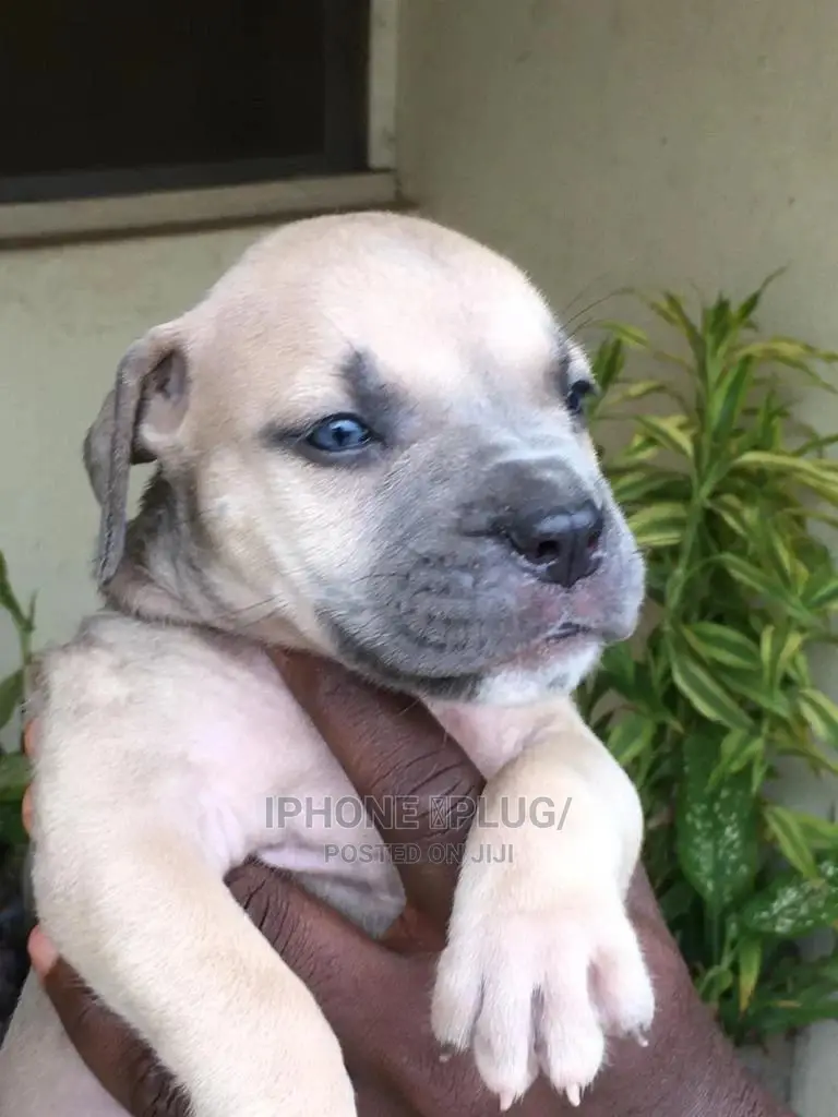 3-6 months Female Purebred Boerboel