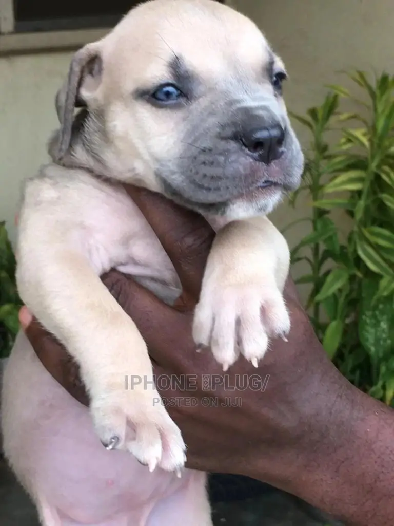 3-6 months Female Purebred Boerboel