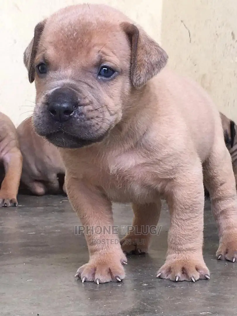 3-6 months Female Purebred Boerboel