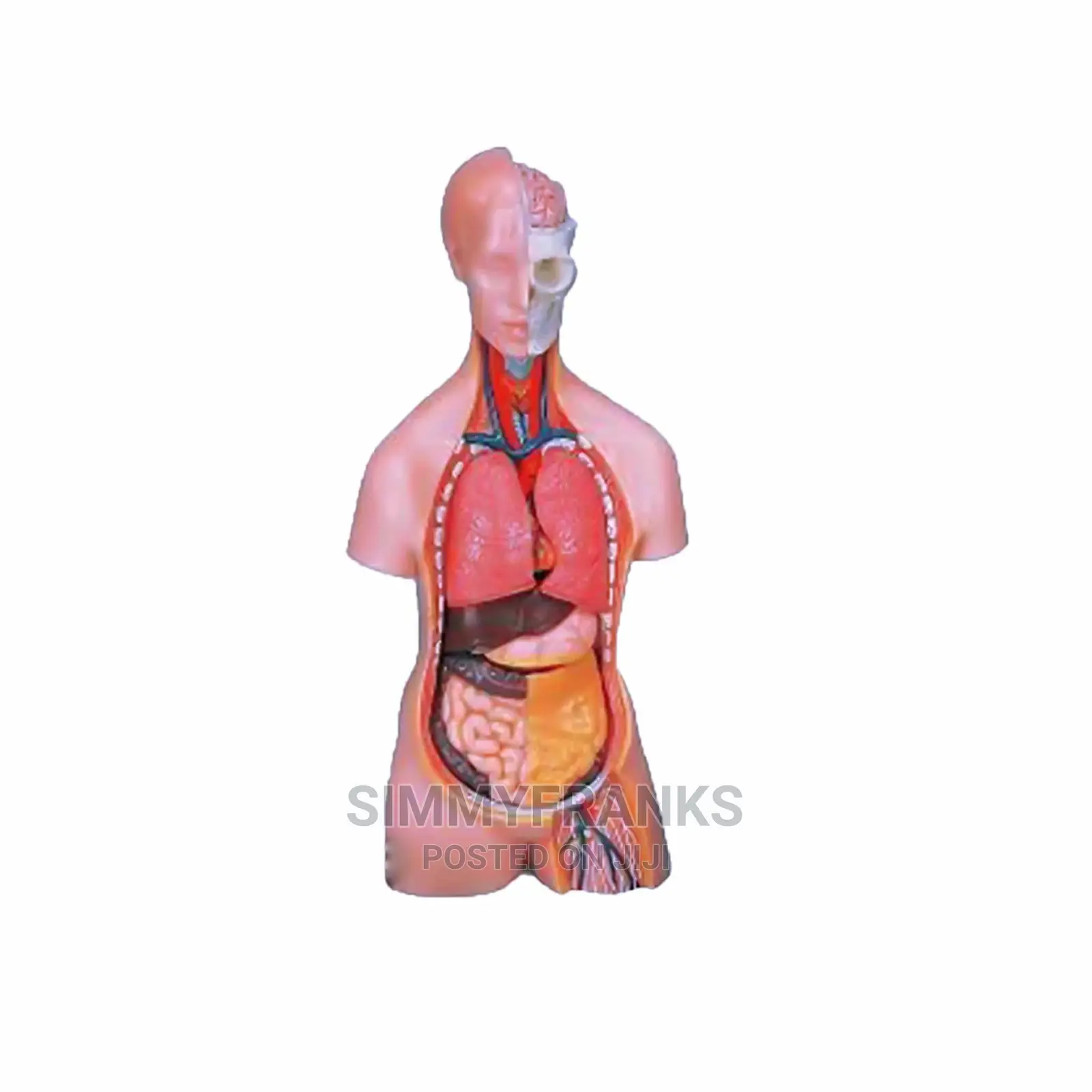 Human Torso