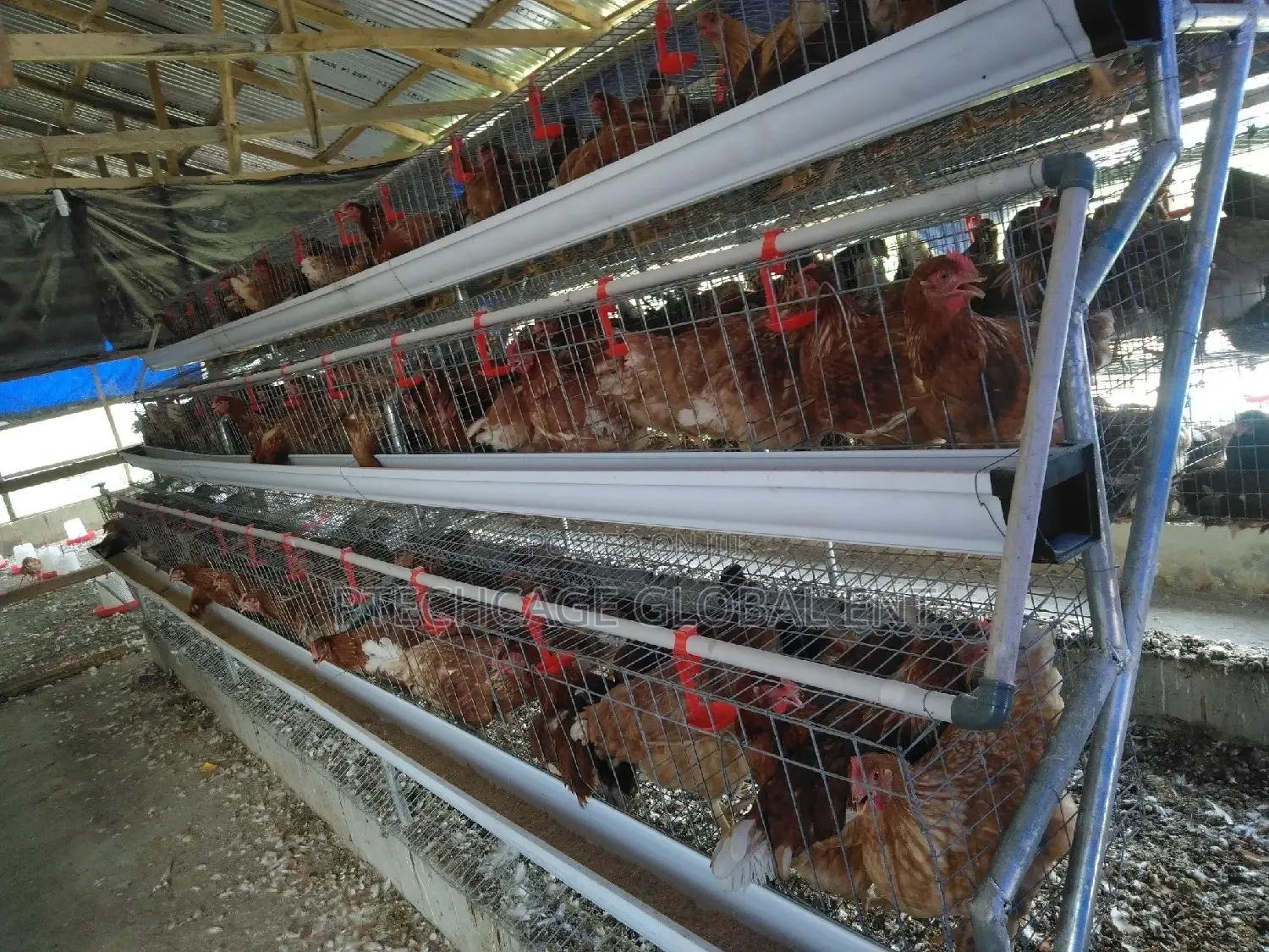 Poultry Battery Cagenation