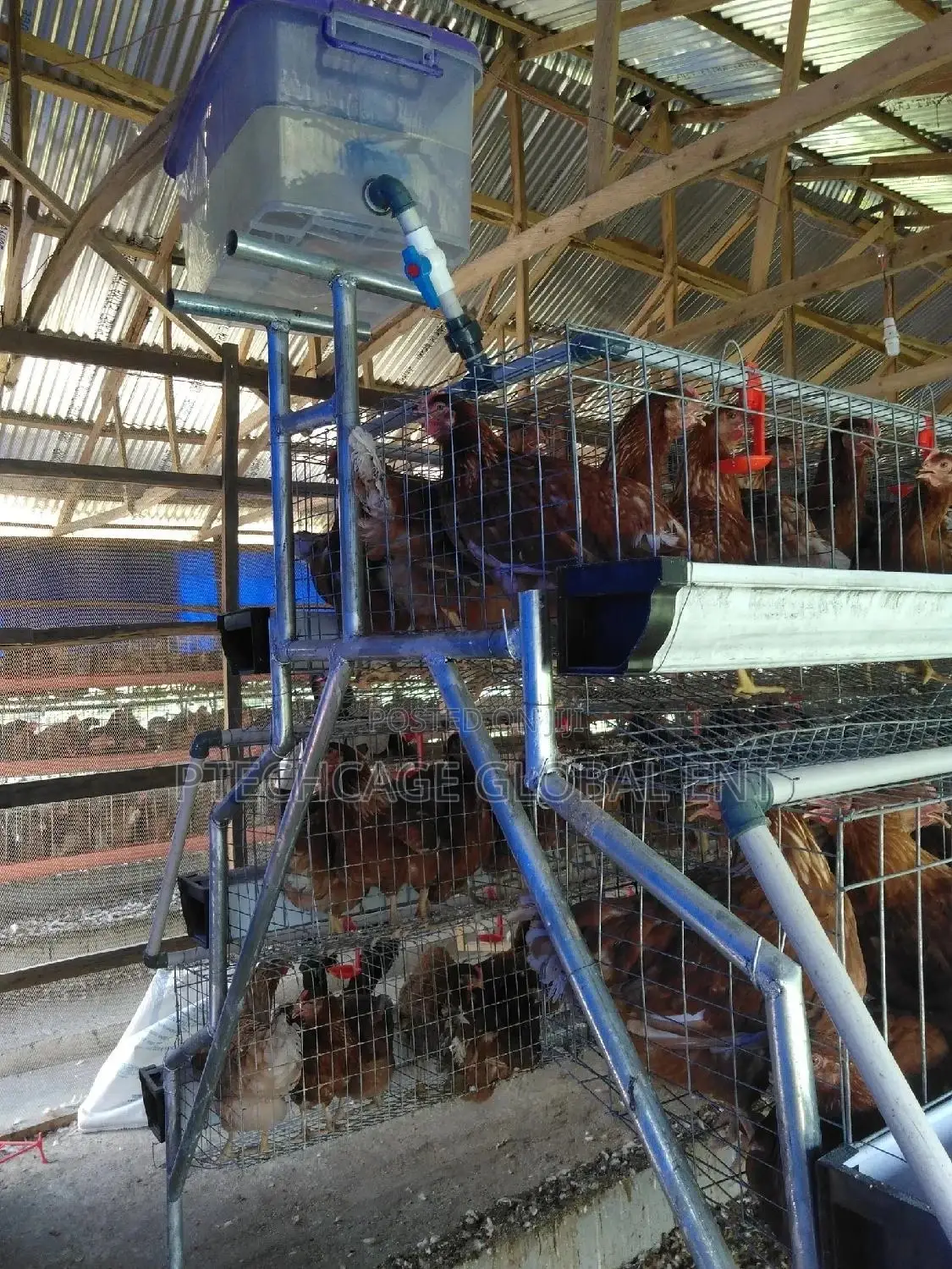 Poultry Battery Cagenation