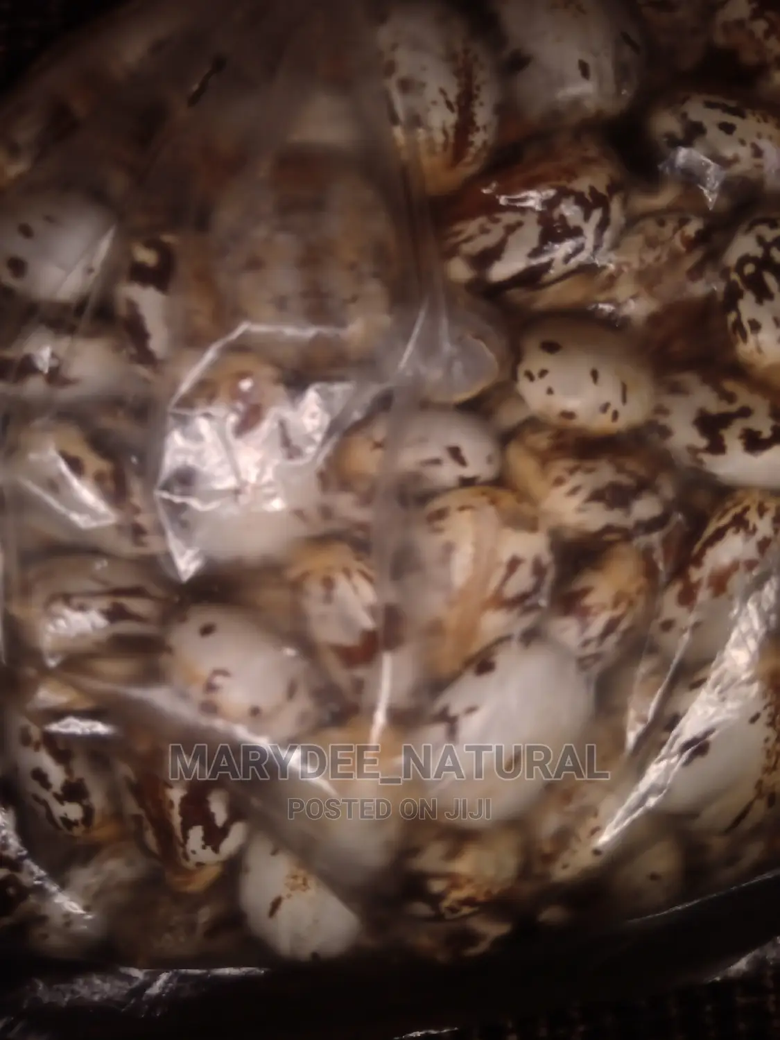 Castor Seed