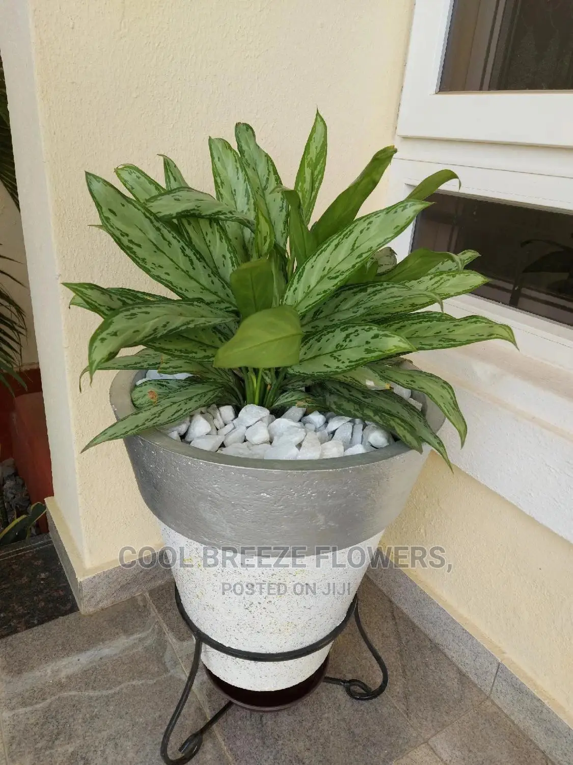 Indoors Plants for Beautification of Homes and Offices