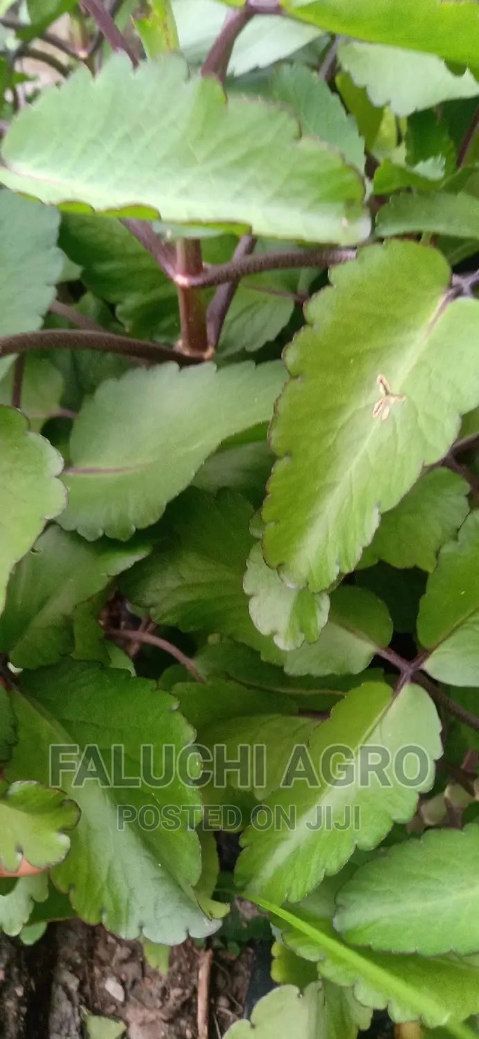Fresh and Dried Organic Herbal Leaves (Soursop, Lemongrass
