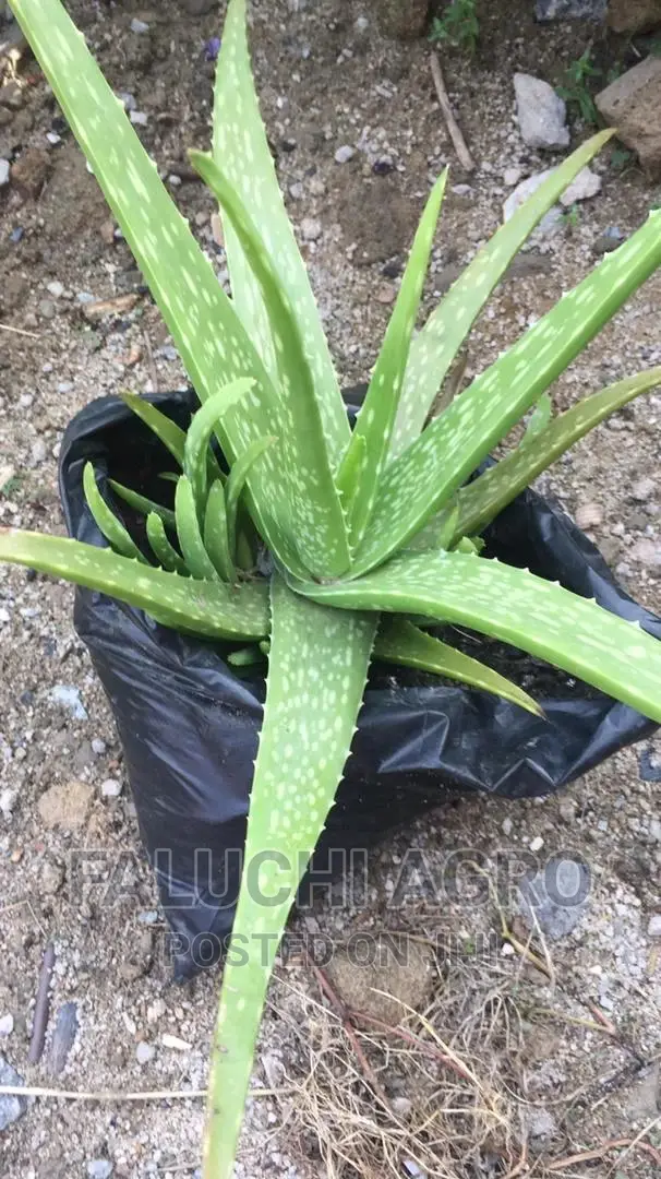 Fresh and Dried Organic Herbal Leaves (Soursop, Lemongrass