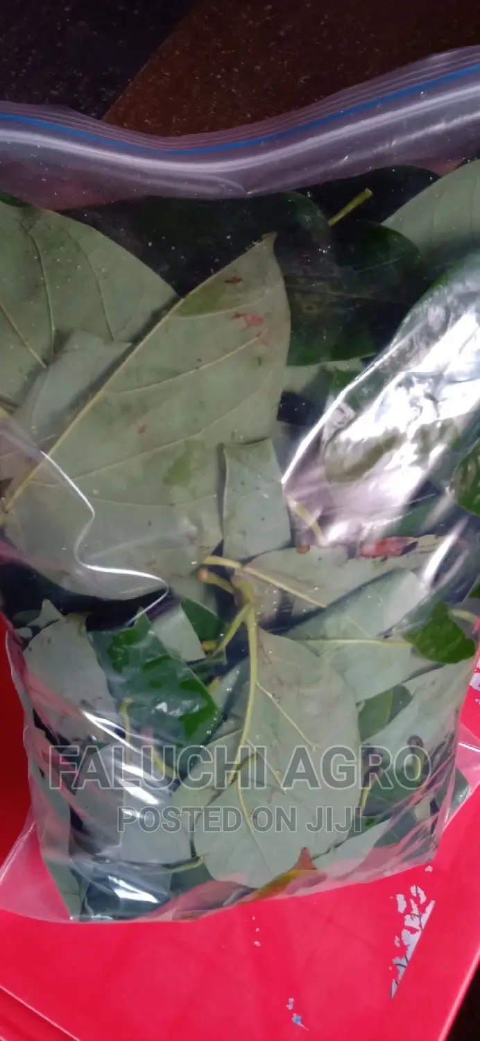 Fresh and Dried Organic Herbal Leaves (Soursop, Lemongrass