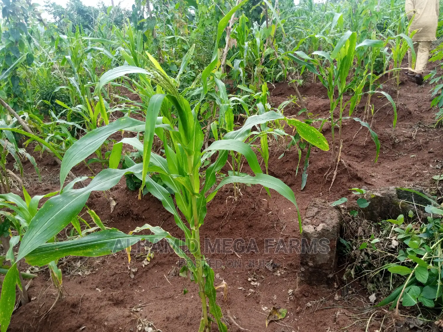 800 Acres of Farmland for Sale at 350,000 Per Acre
