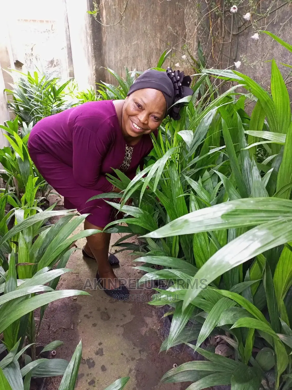 Oil Palm Seedlings-Supergene