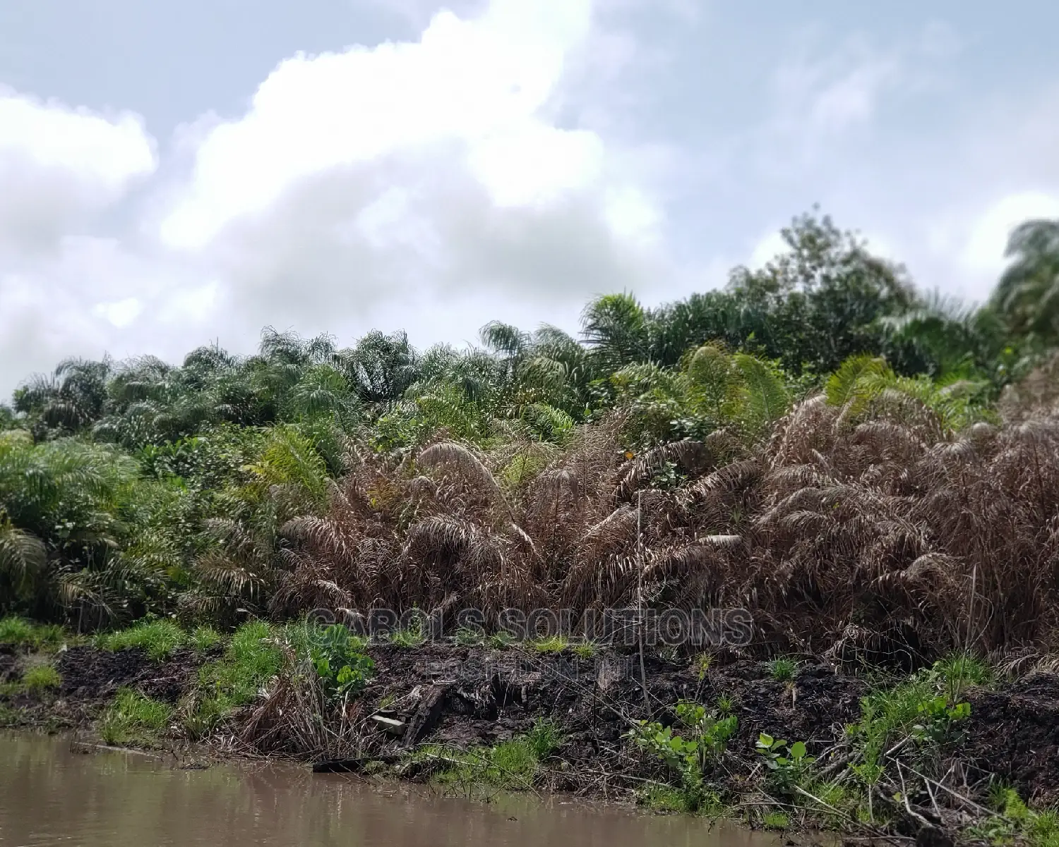 Swamp Clearing Manual and Swamp Buggy