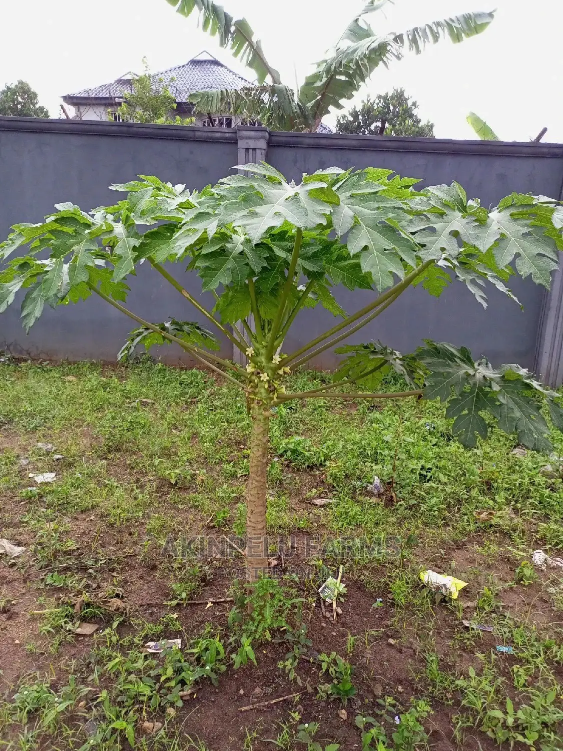 Thailand Hybrid Dwarf Pawpaw Seeds
