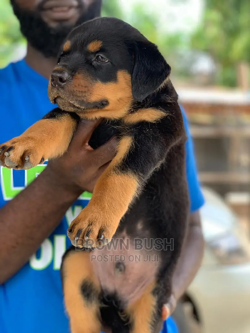 1-3 months Female Purebred Rottweiler