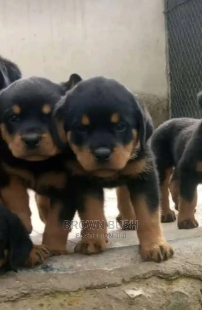 1-3 months Female Purebred Rottweiler