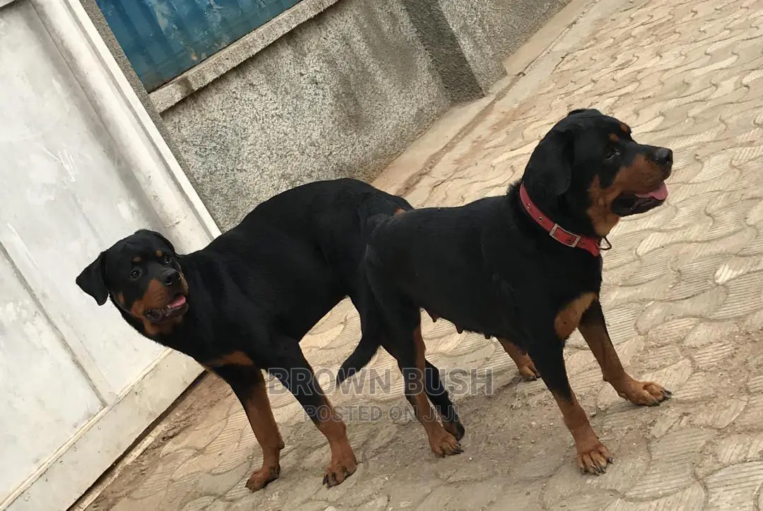 1-3 months Female Purebred Rottweiler