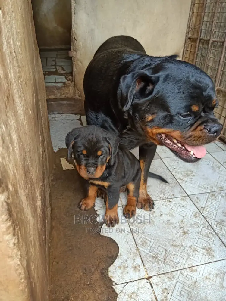 1-3 months Female Purebred Rottweiler