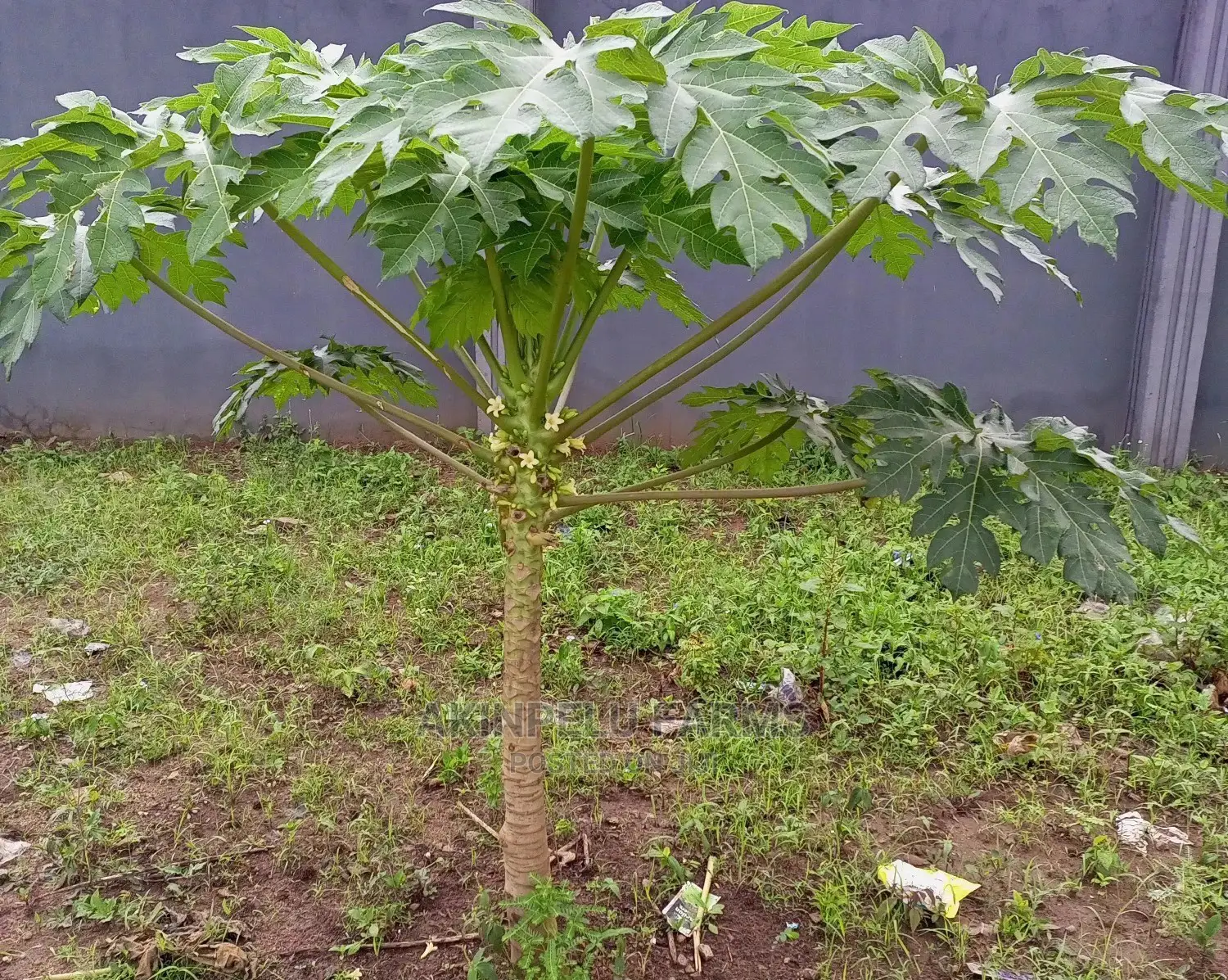 MALAYSIA 1' LONG Hybrid Dwarf PAWPAW.