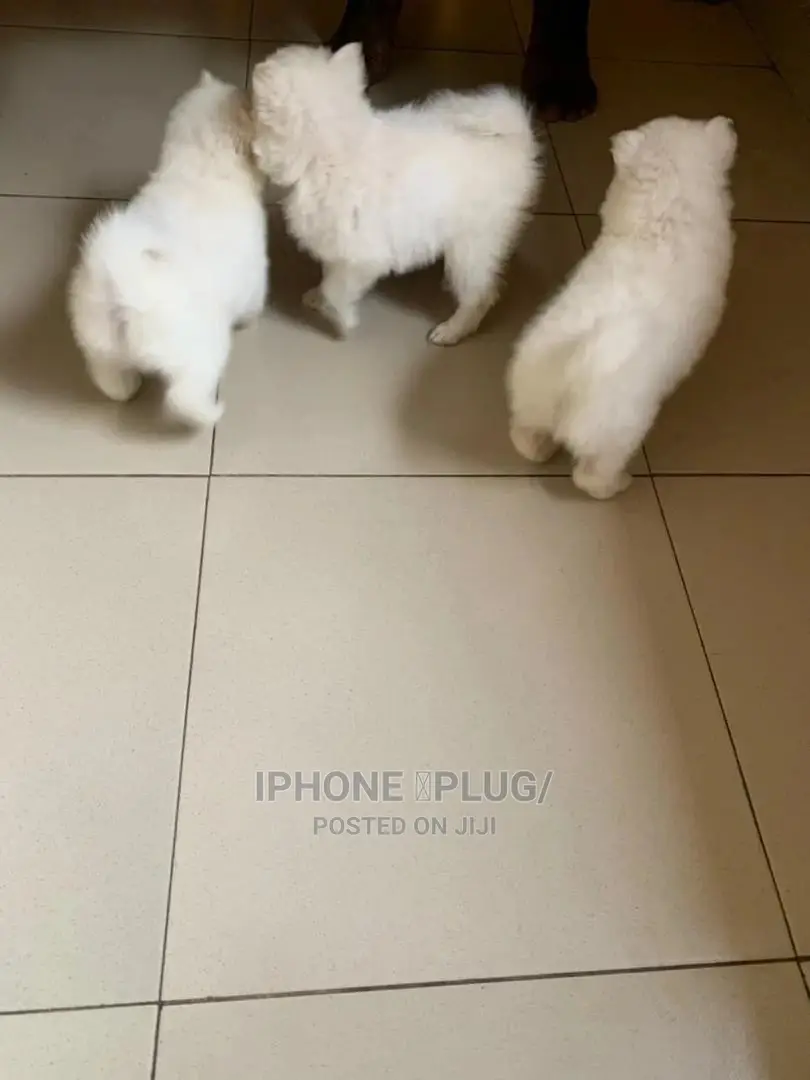 1-3 months Male Purebred American Eskimo