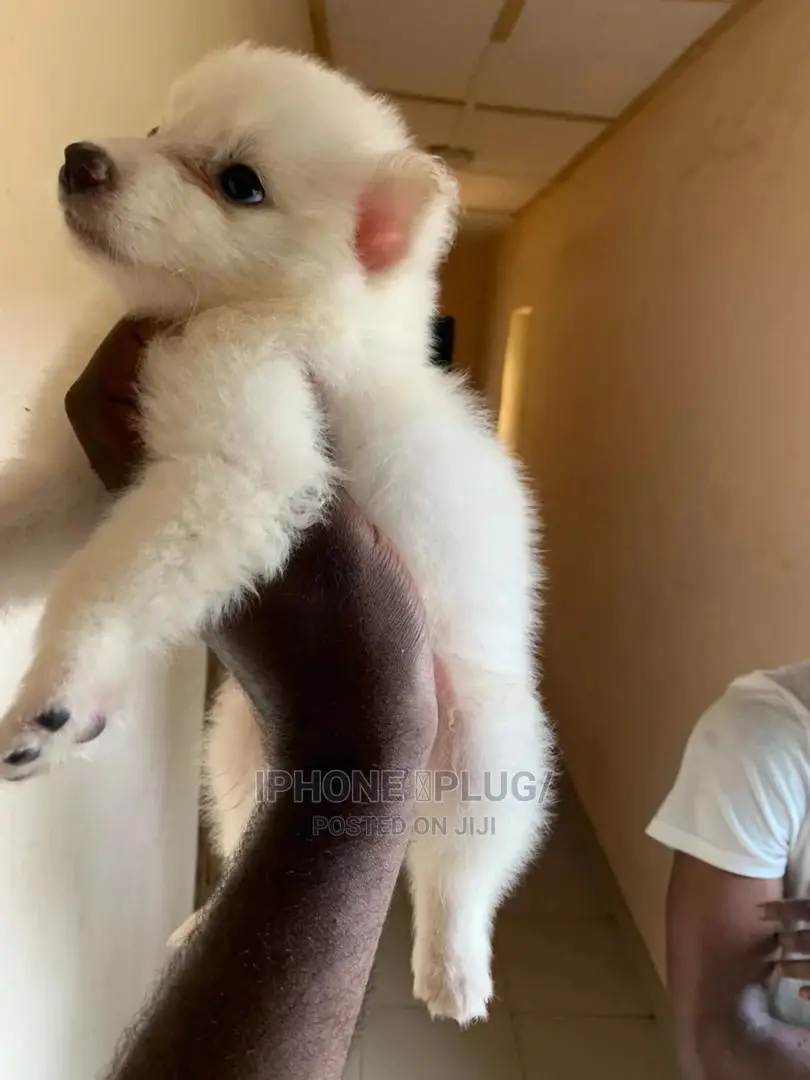 1-3 months Male Purebred American Eskimo