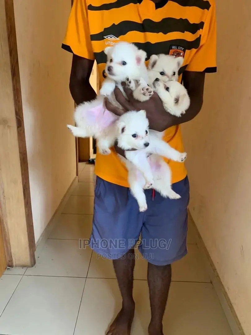 1-3 months Male Purebred American Eskimo