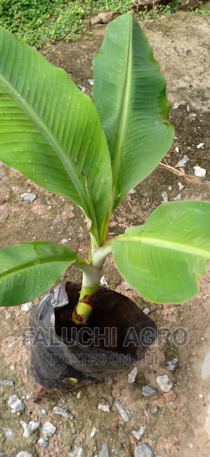 100 PCS Thicken Plastic Nursery Bags for Plants, Fruit Etc