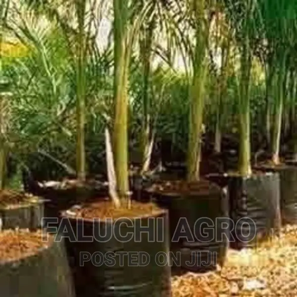 100 PCS Thicken Plastic Nursery Bags for Plants, Fruit Etc