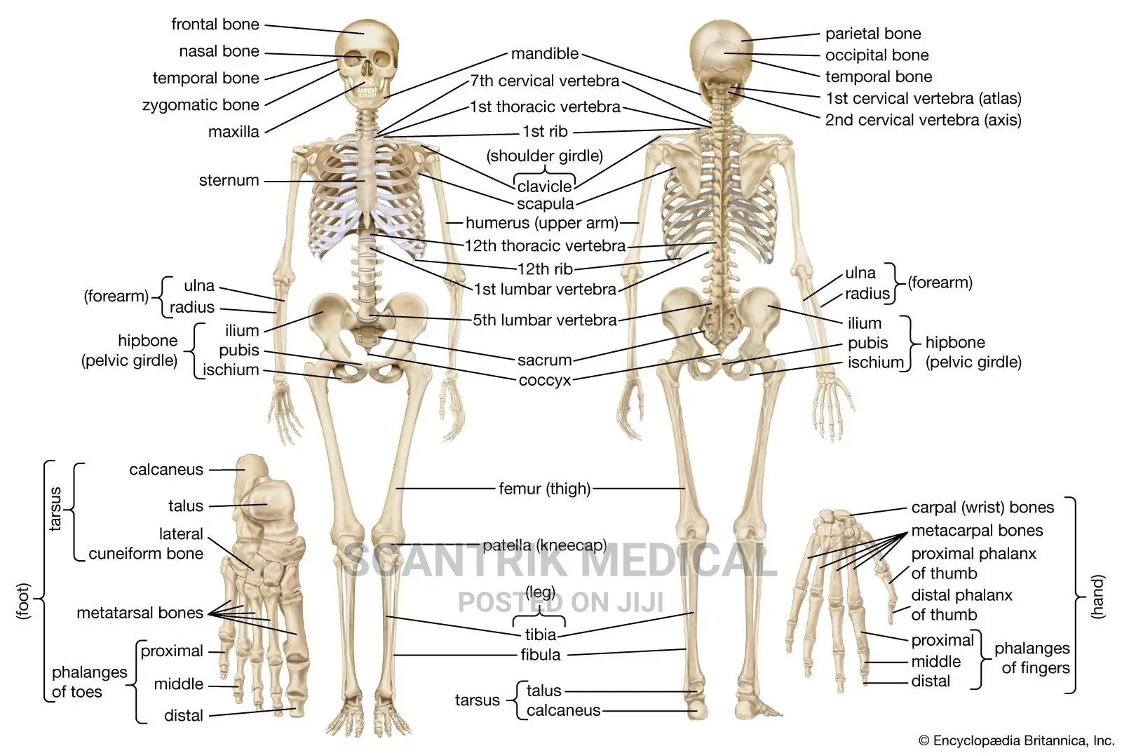 Human Skeleton L Parts, Function