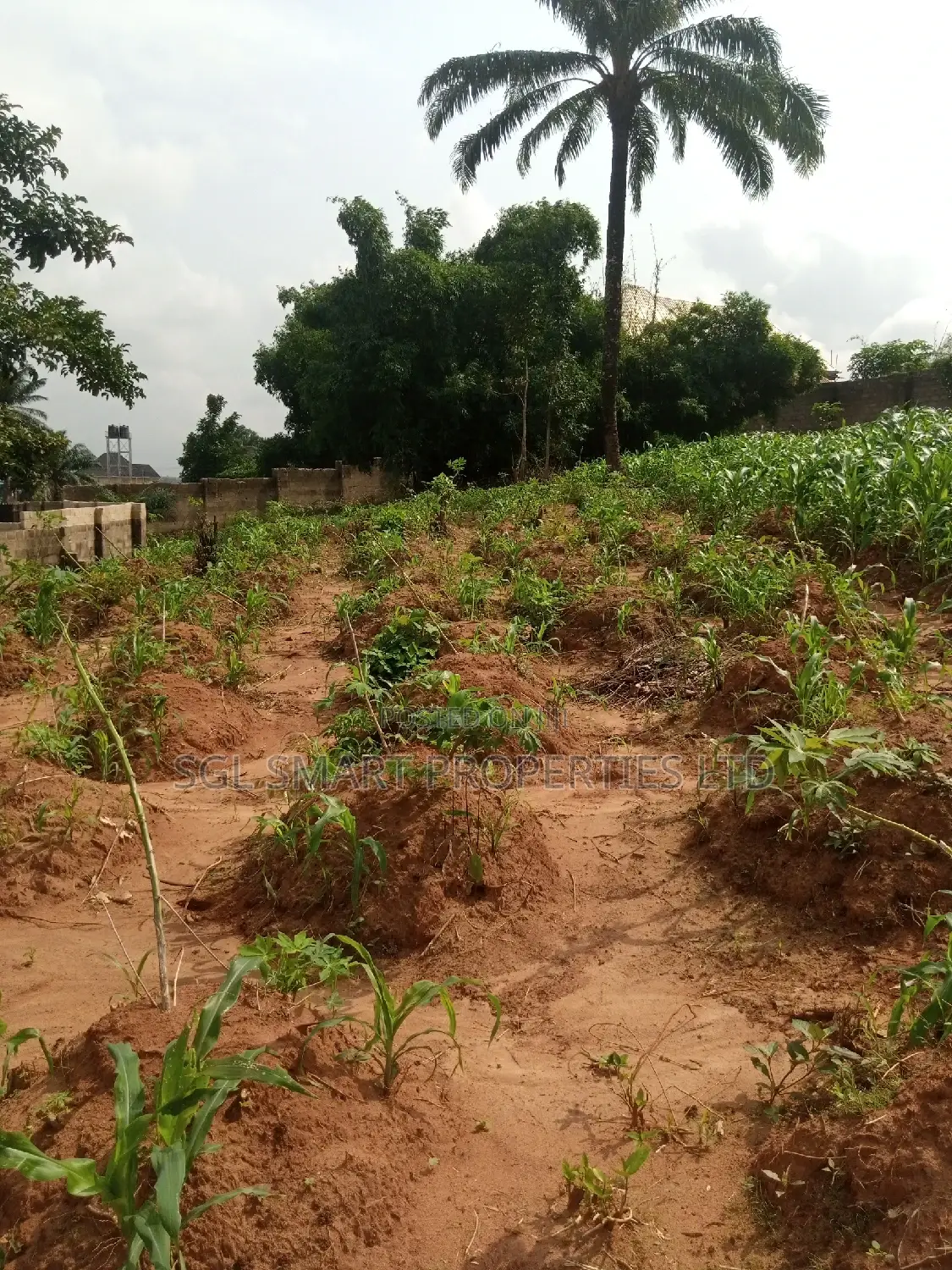 Land for Sale at Nibo