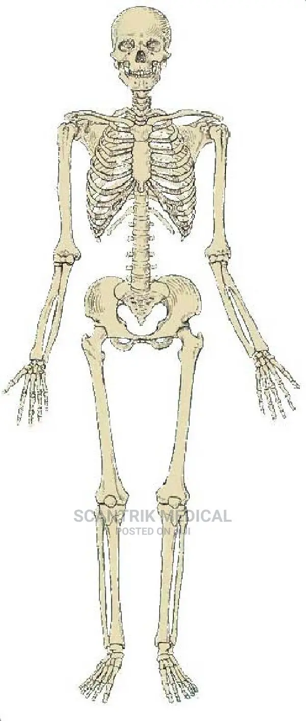 Human Simulator Whole Body Human