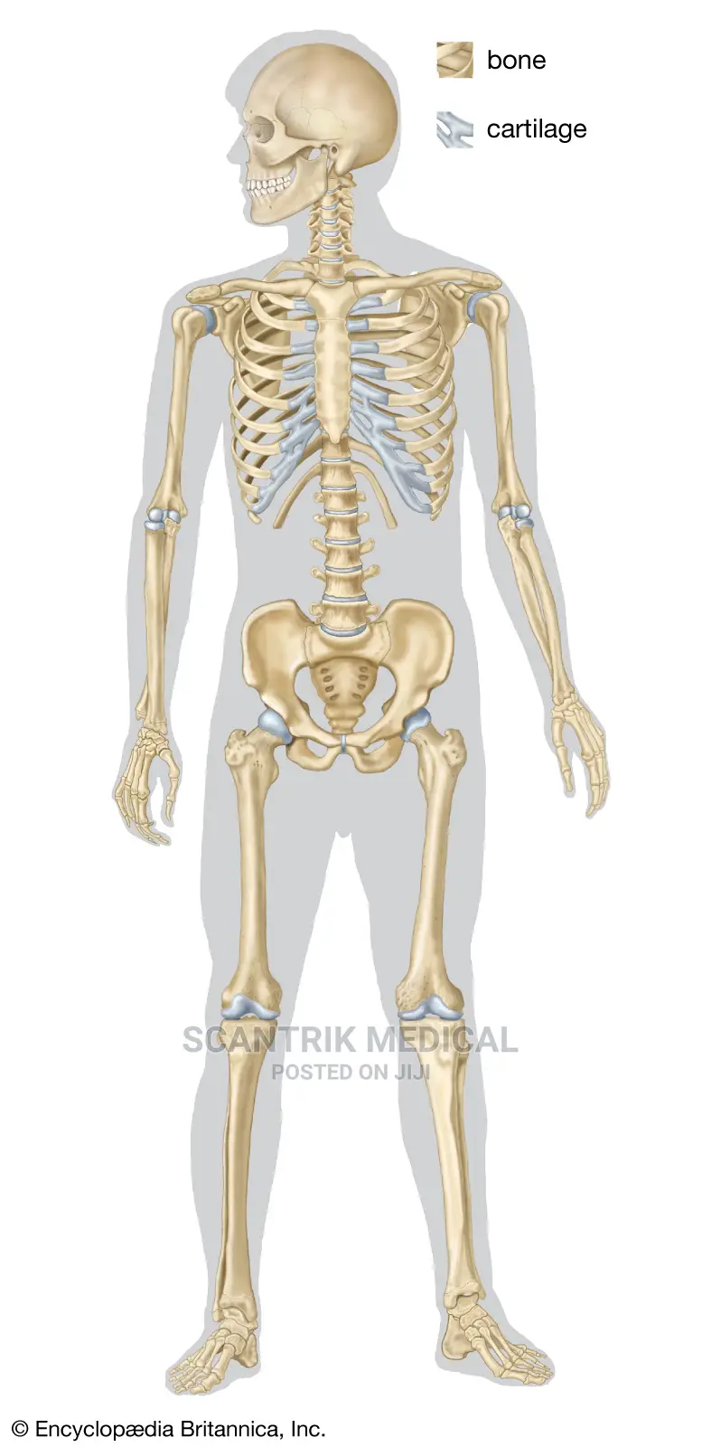 Human Body Organs, System Structure