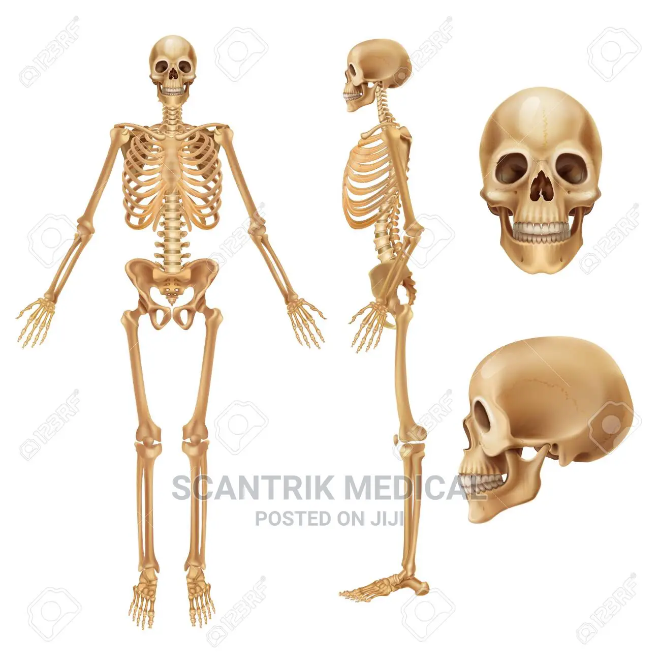 Human Skeleton With Half Side Muscle Model.