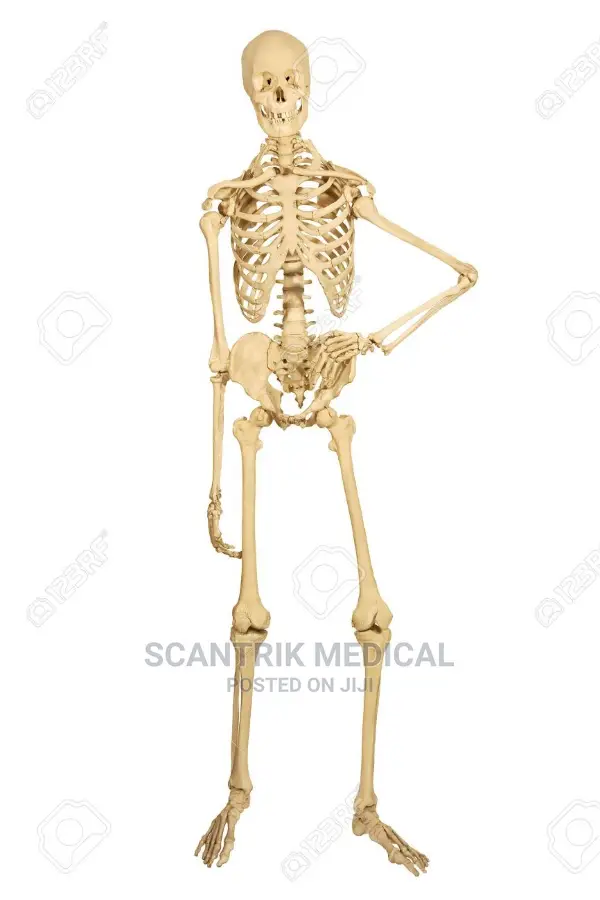 Movable Bones Skeleton Human Model Skull Full Body Figure