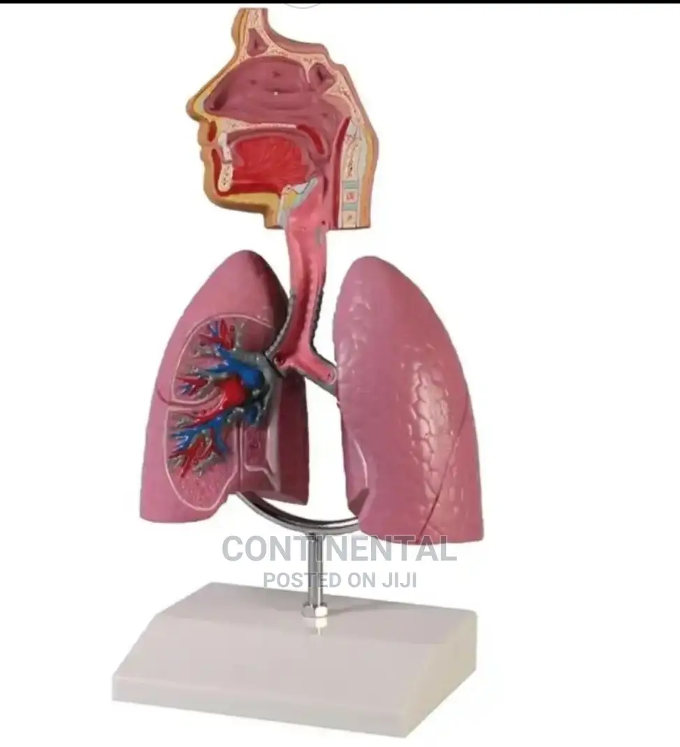 Respiratory Model