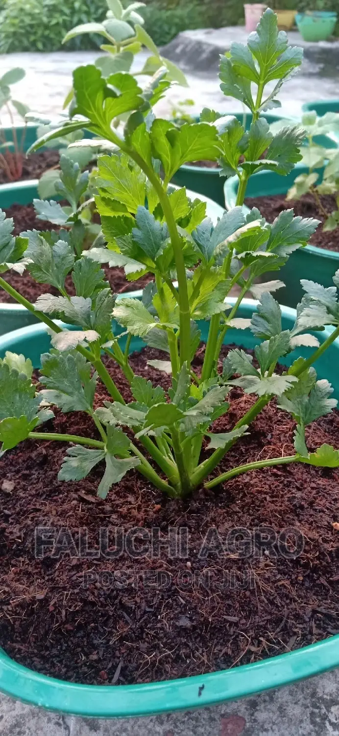 Organic Vermicompost Fertilizer Manure (One Custard Paint).