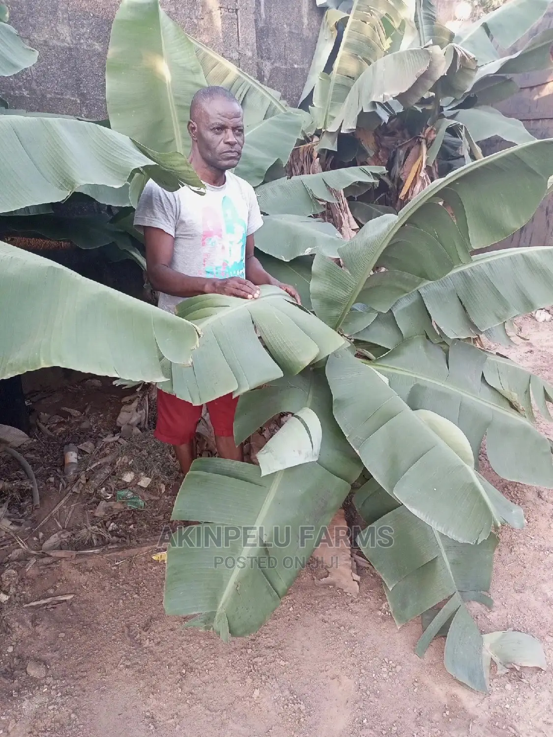 Dwarf Hybrid Carvendish Banana Suckers