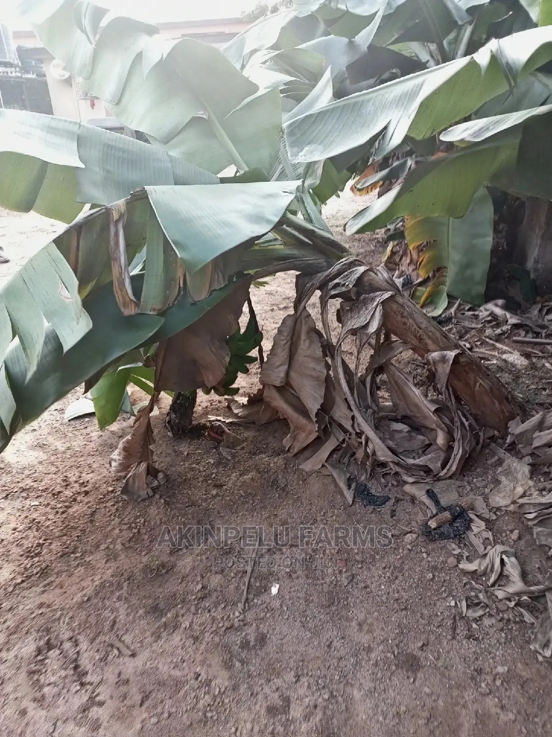 Dwarf Hybrid Carvendish Banana Suckers