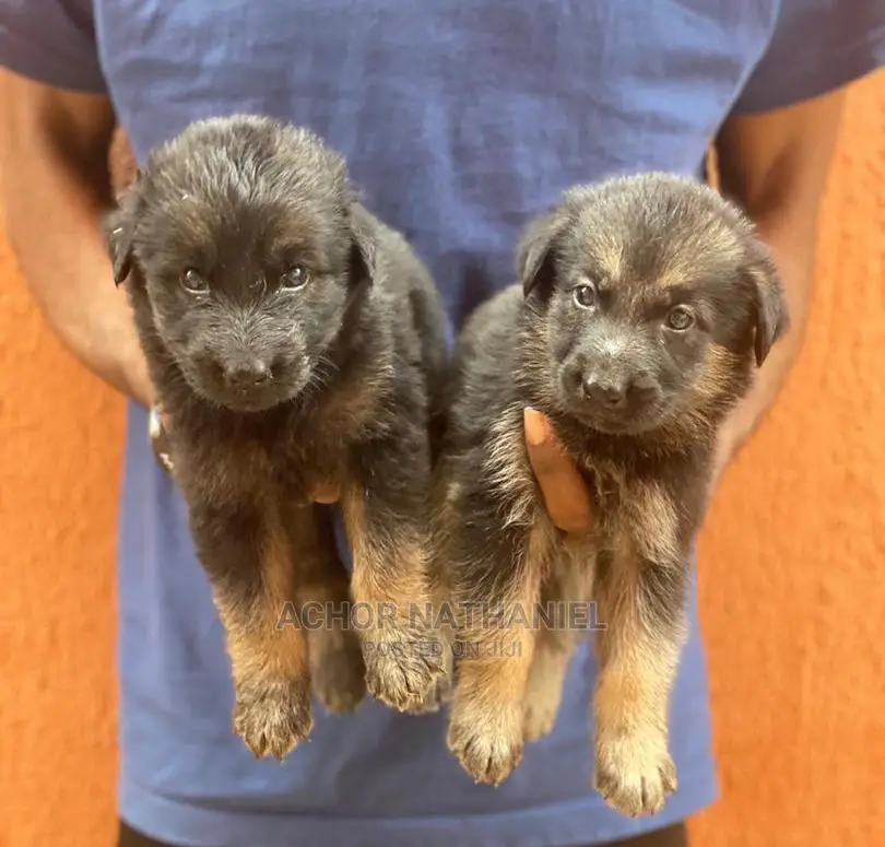 1-3 months Female Purebred German Shepherd