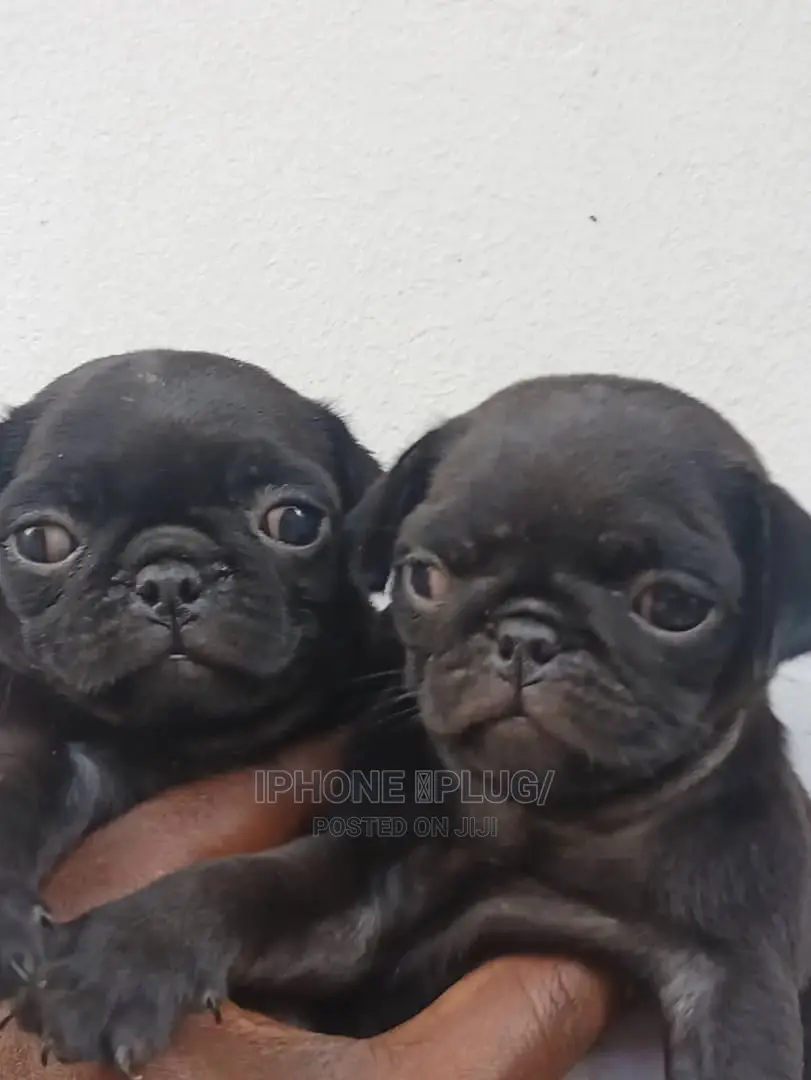 1-3 months Female Purebred Pug