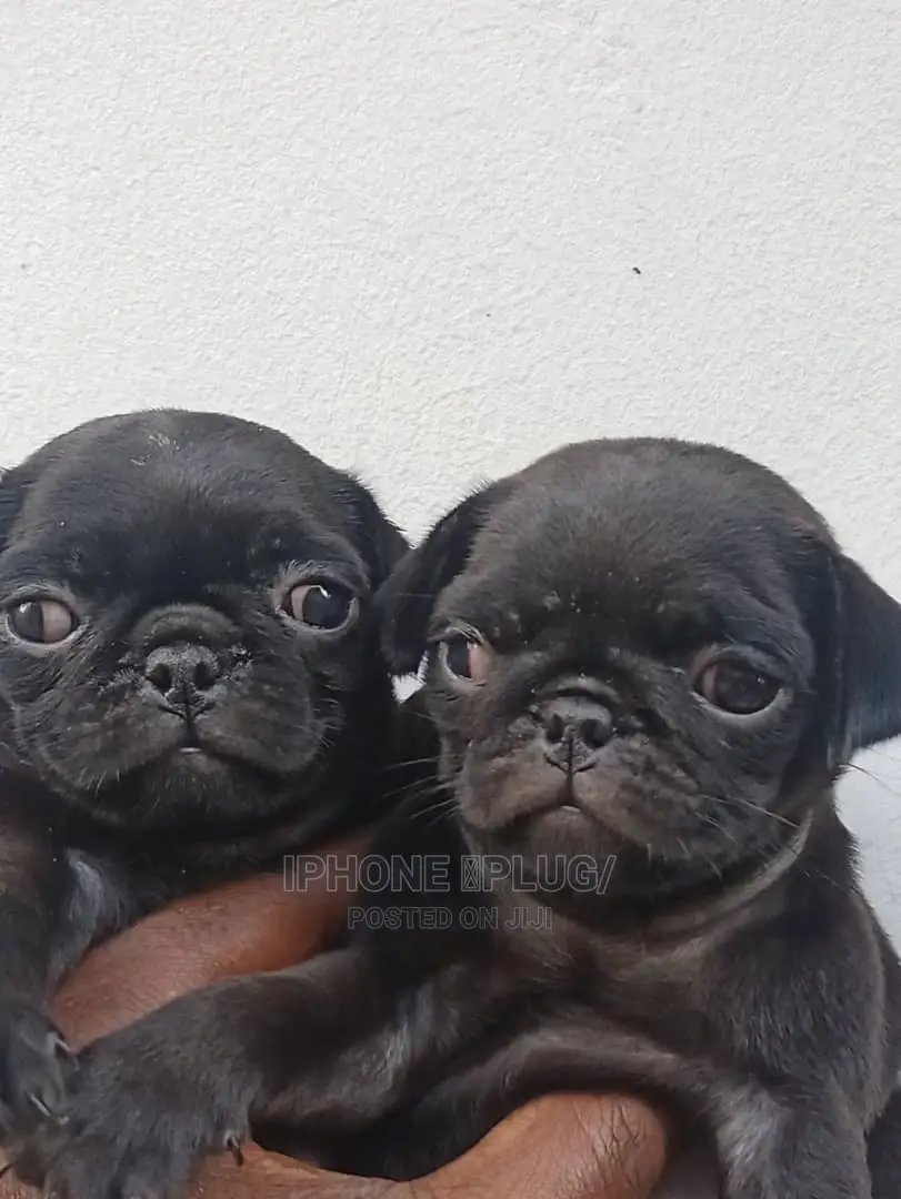 1-3 months Female Purebred Pug