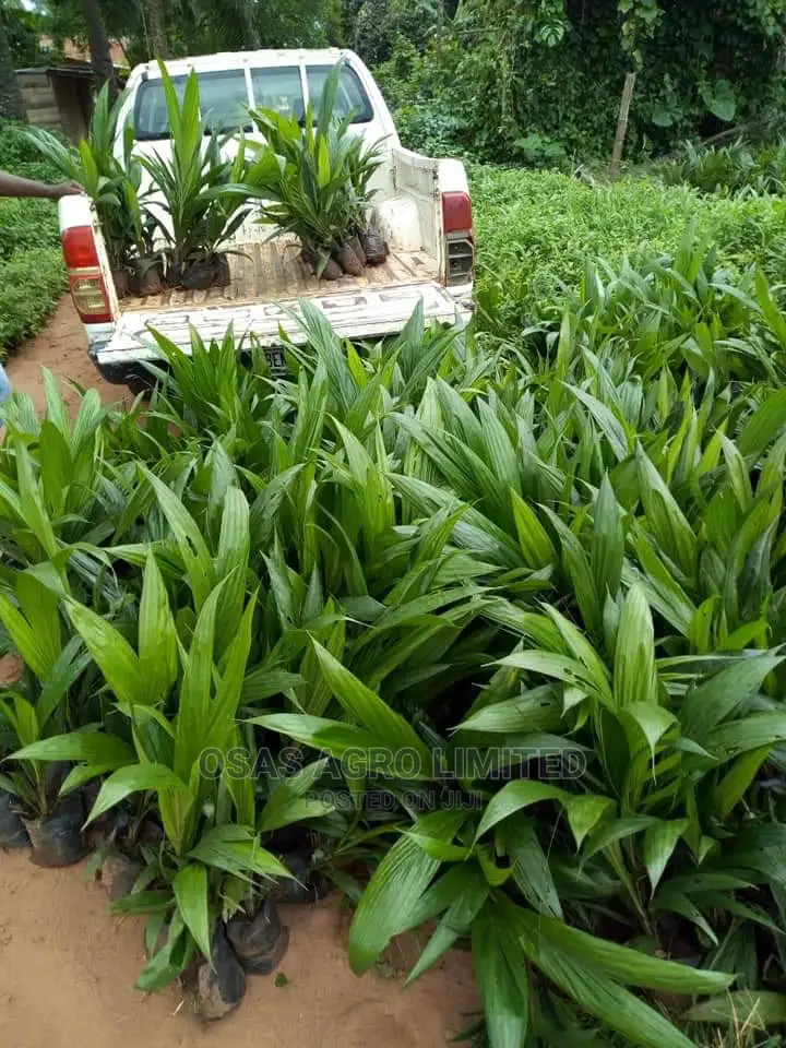 Choice Super Gene Nursery/Improved Seedlings
