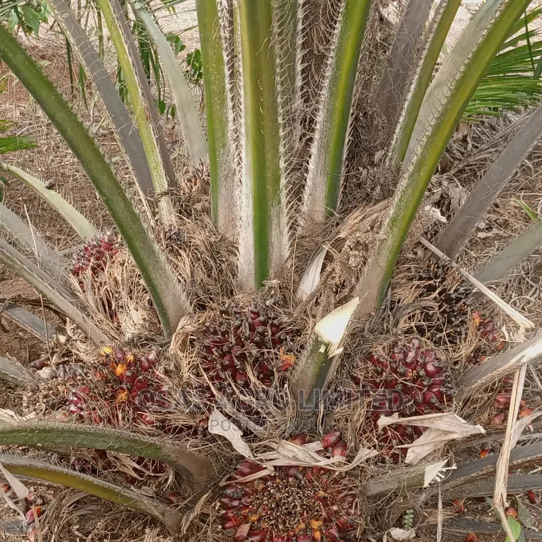 Choice Super Gene Nursery/Improved Seedlings