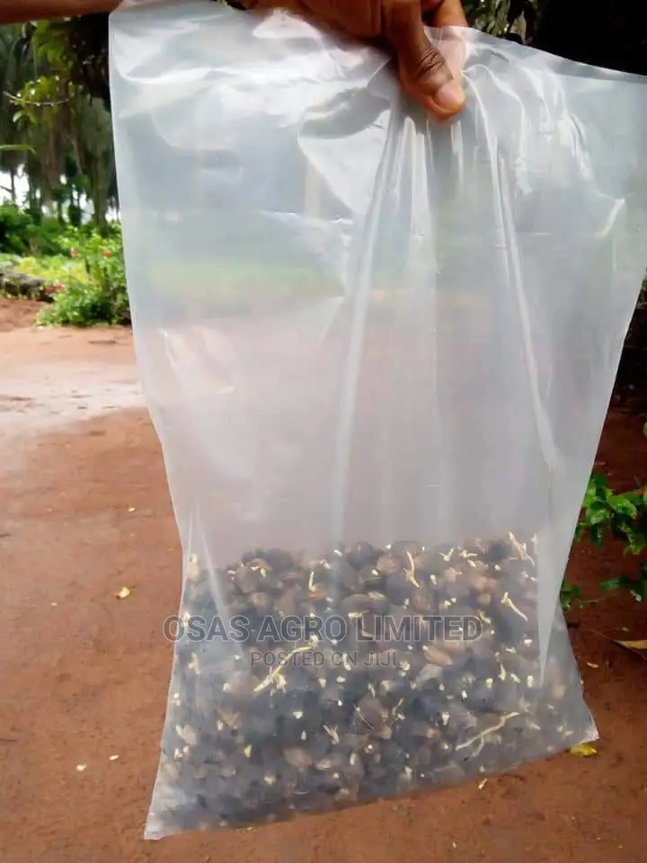 Choice Super Gene Nursery/Improved Seedlings