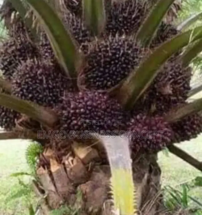 Super-Breed Tenera Variety Oil Palm Seedlings