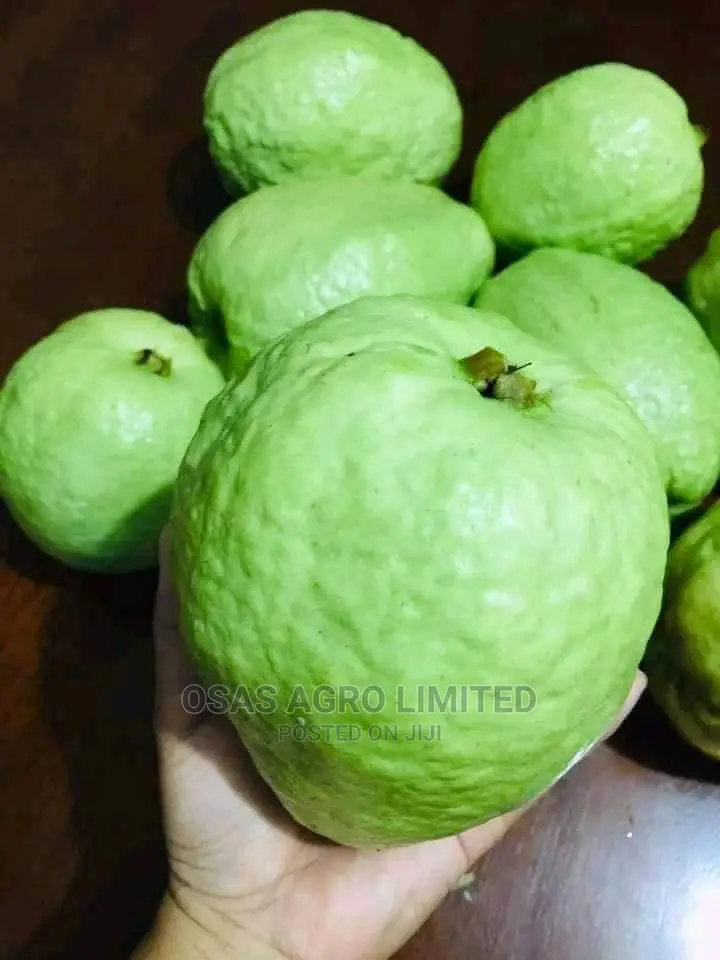 Choice Budded Hybrid Fruits of All Kinds