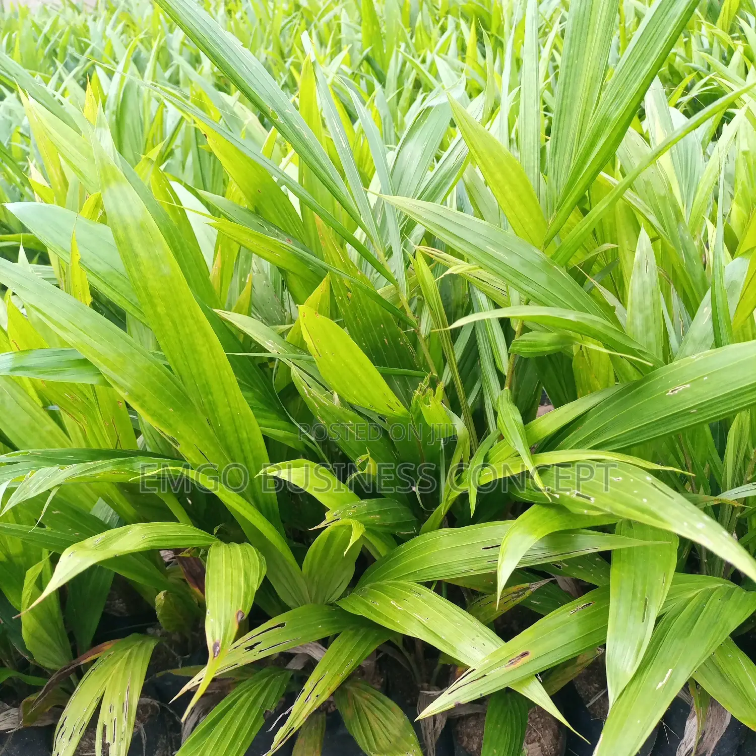 Special Tenera Hybrid Varieties Oil Palm Seedlings