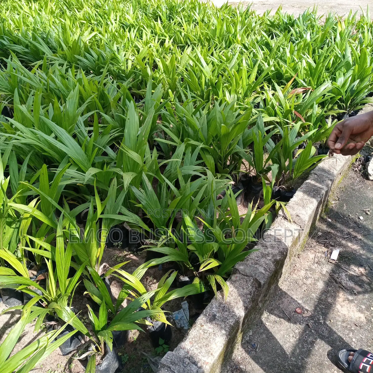 Tenera Hybrid Variety Oil Palm Seedlings