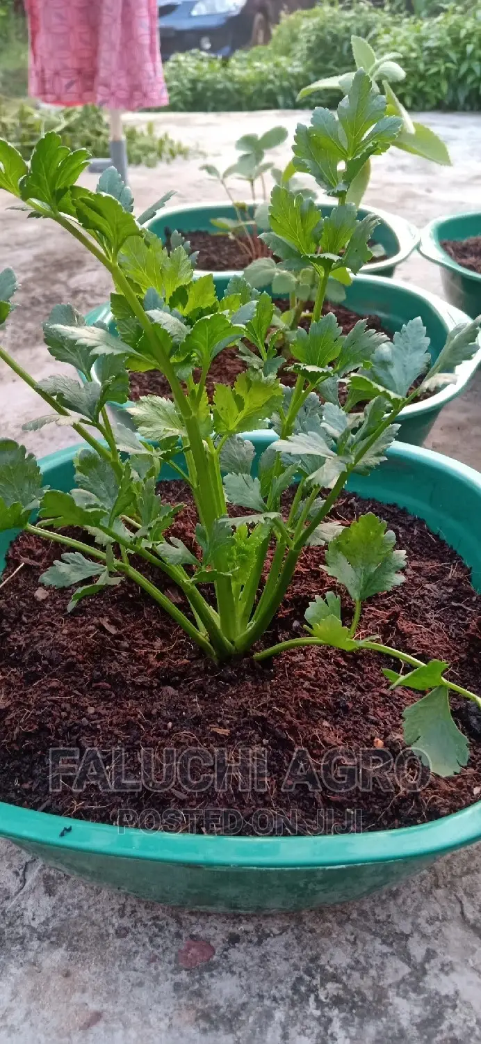 Potted Herbs (Ready To Harvest And Use)