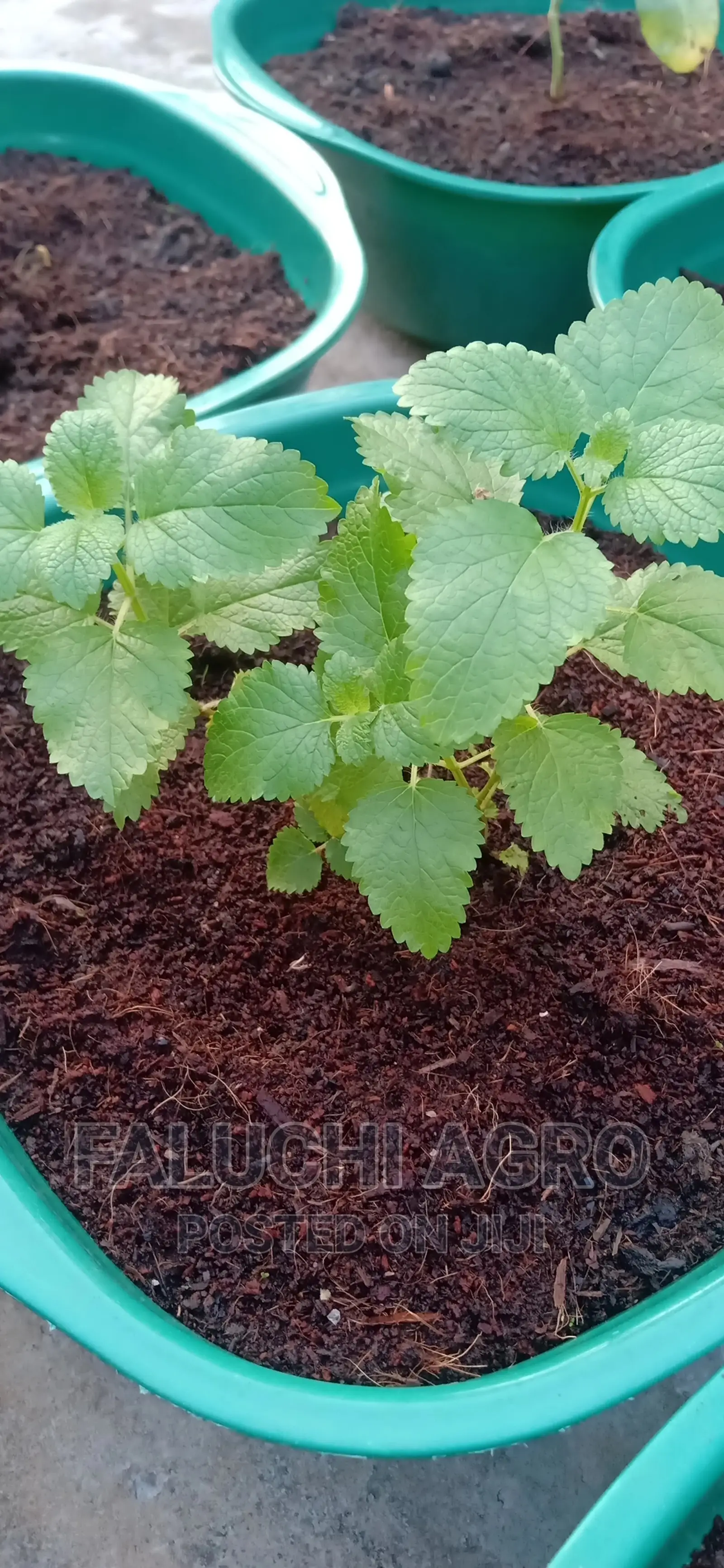 Potted Herbs (Ready To Harvest And Use)